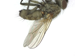 Muscidae