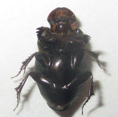 Euonthophagus carbonarius