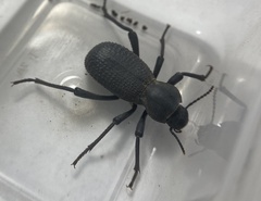 Cryptoglossa muricata