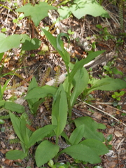 Pterostylis oliveri