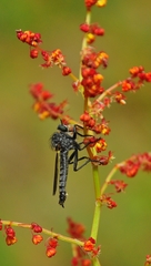 Dysmachus fuscipennis