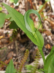 Pterostylis oliveri