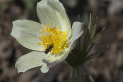 Pulsatilla orientali-sibirica