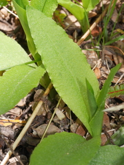 Pterostylis oliveri