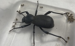 Cryptoglossa muricata