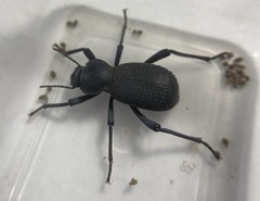 Cryptoglossa muricata