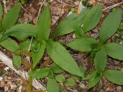 Pterostylis oliveri