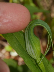 Pterostylis oliveri