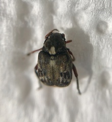 Megabruchidius dorsalis