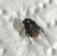 Megabruchidius dorsalis