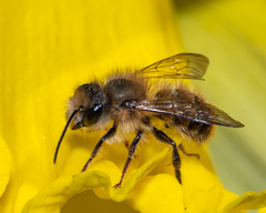Osmia cornifrons
