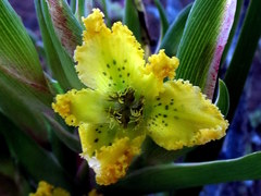 Ferraria flava