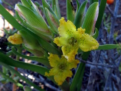 Ferraria flava