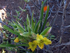 Ferraria flava