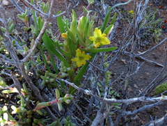 Ferraria flava