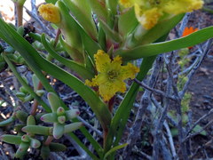 Ferraria flava