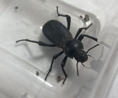 Cryptoglossa muricata