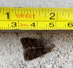 Orthosia populeti
