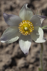Pulsatilla orientali-sibirica