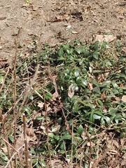 Vinca minor