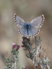 Pseudophilotes panoptes
