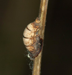 Rogadinae
