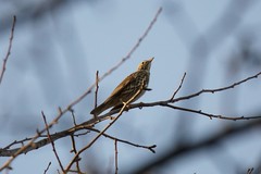 Turdus philomelos