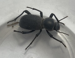 Cryptoglossa muricata