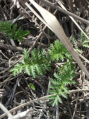 Tanacetum vulgare