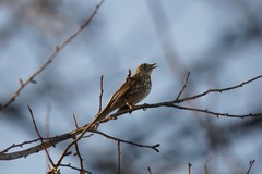 Turdus philomelos