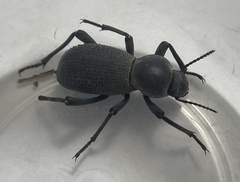 Cryptoglossa muricata