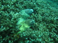 Gymnothorax thyrsoideus