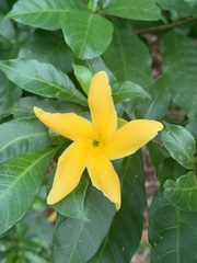 Tabernaemontana grandiflora