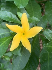 Tabernaemontana grandiflora