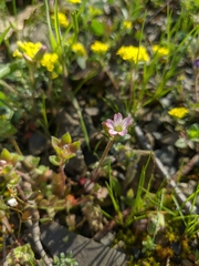 Cerastium ramosissimum