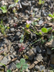 Cerastium ramosissimum