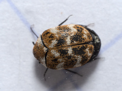 Anthrenus verbasci