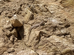 Sceloporus graciosus gracilis