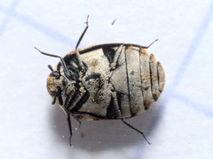 Anthrenus verbasci