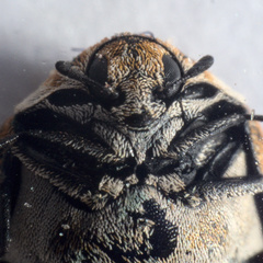 Anthrenus verbasci