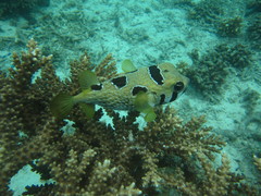 Diodon liturosus