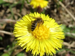 Andrena flavipes