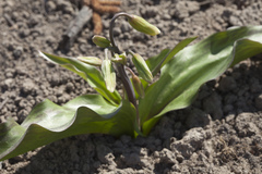 Erythronium tuolumnense