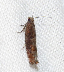 Pseudexentera mali