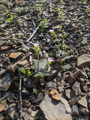 Cerastium ramosissimum