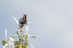 Chalcostigma herrani