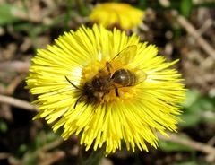 Andrena flavipes