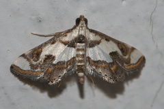 Agassiziella