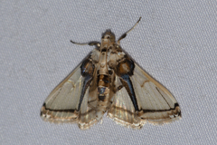 Leucinodes