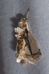 Leucinodes